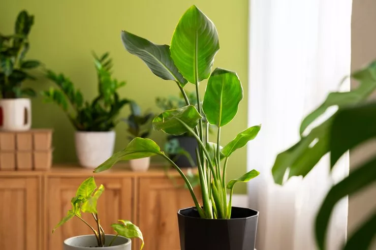 how to take care of houseplants